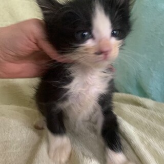 可愛い半長毛黒白ハチワレ テラちゃん