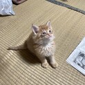 里親決まりました。