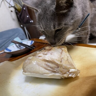 ニャンルーチーさん（＾ω＾）お魚パー久しぶりヽ(´▽｀)/