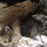 交渉中です　薄茶の子猫 サムネイル4
