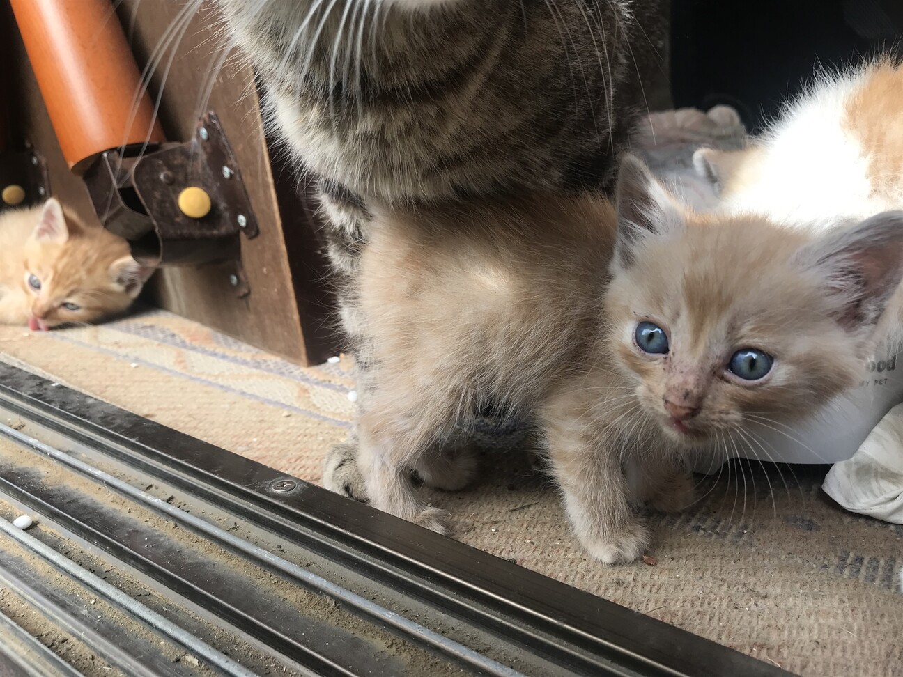 交渉中です 薄茶の子猫」千葉県 - 猫の里親募集(457555) 5枚目の画像 