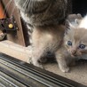 交渉中です　薄茶の子猫 サムネイル5