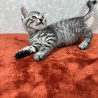 サバトラ好き必見❗️クールに甘えるませ猫❤キング