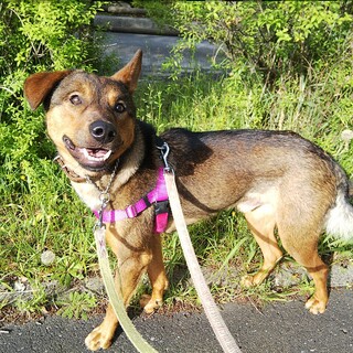 お散歩とごはんと遊びが大好き！ややビビりなジーク君