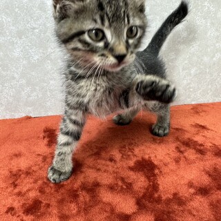 肉球に汗かきながら譲渡会！ビジュアル系美猫❤プラダ