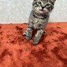 肉球に汗かきながら譲渡会！ビジュアル系美猫❤プラダ サムネイル2