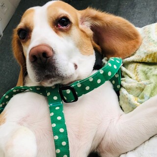 超穏やかで優しいレモンビーグルの女の子