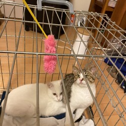 「預かりボランティア」サムネイル1