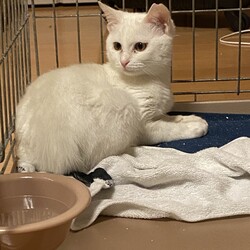 「預かりボランティア」サムネイル2