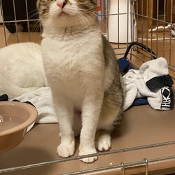 「預かりボランティア」サムネイル3