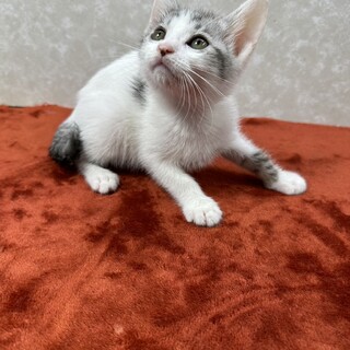 いつも傍にいて癒してくれる兄弟猫❤バーボン