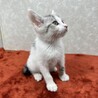 いつも傍にいて癒してくれる兄弟猫❤バーボン サムネイル2