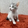 いつも傍にいて癒してくれる兄弟猫❤バーボン サムネイル3