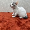 いつも傍にいて癒してくれる兄弟猫❤バーボン サムネイル4