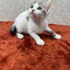いつも傍にいて癒してくれる兄弟猫❤バーボン サムネイル5