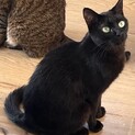 可愛いというより美人な子です✧︎*。