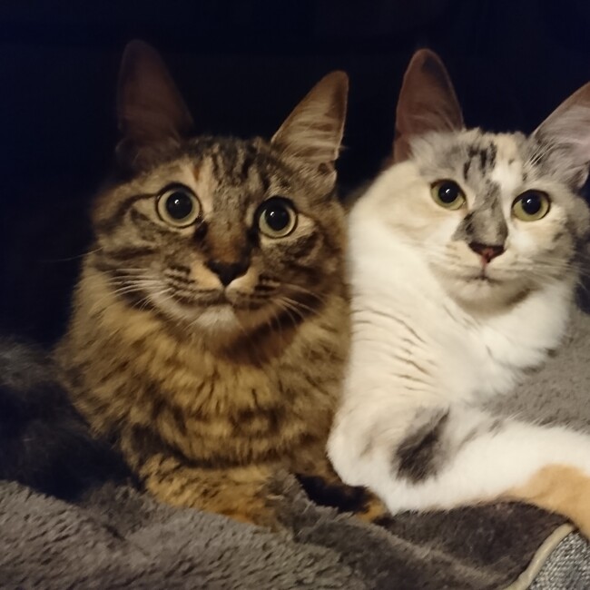 ブヤのカバー写真