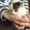 （里親様決定）おっとりマイペース 碧くん