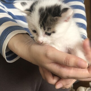 （里親様決定）おっとりマイペース 碧くん