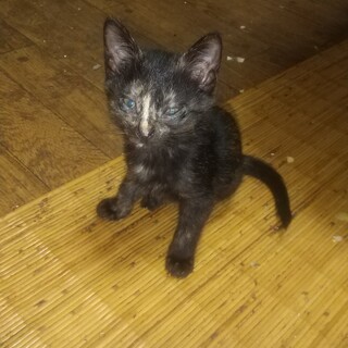 赤ちゃん猫の里親さんを探しています
