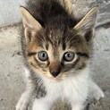 子猫の家族になってください♡