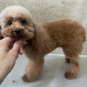 他犬舎の2.0ｋｇの女の子の里親様募集