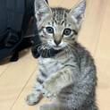 2ヶ月のキジトラ里親募集中です！