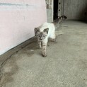 シャム猫風　子猫　かなり人慣れしています。
