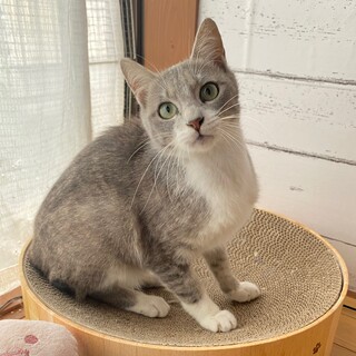 【お見合い随時】人たらしな美少年★ハリポタ兄弟