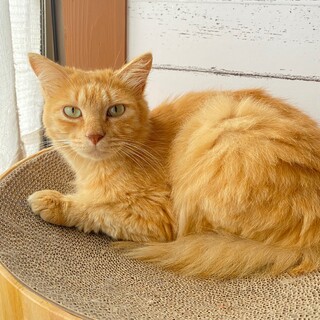 【9/18芝浦】マイペースで穏やかな性格のロン★