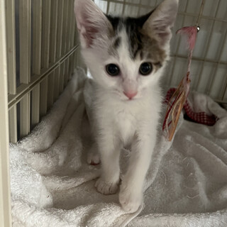 色白美人の元気っ子♡しなのちゃん