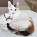18日都内譲渡会参加♡美少女三毛子猫エナちゃん