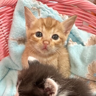 生後1ヶ月半のラブリーにゃんこ