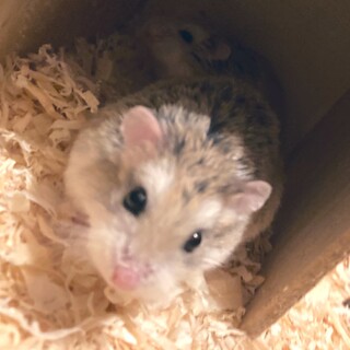 ロボロフスキー オス メス