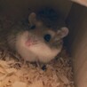 ロボロフスキー オス メス サムネイル2