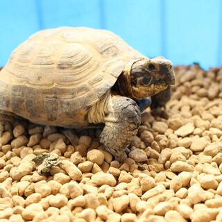 ヨツユビリクガメ