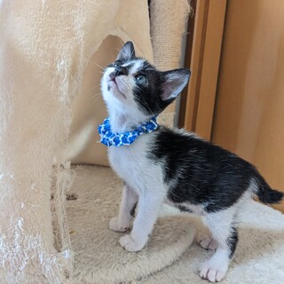 お鼻にダイヤもってます♢♢♢