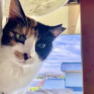 ◆お尻が可愛い三毛猫◆くるみちゃん