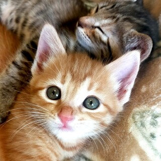 【面会待ち】ぽてっとしたかわいいタン君