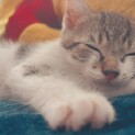 子猫の新しい家族を探しております