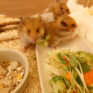最終１匹＊　ゴールデンハムスター