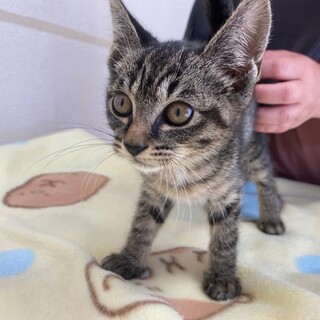 可愛いキジトラ女の子♡カオちゃん