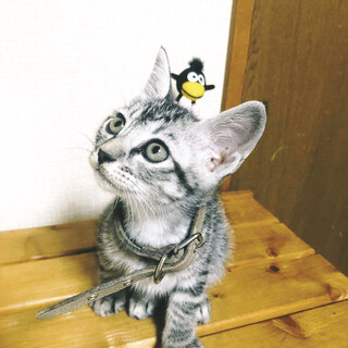 *サバトラ*そうすけくん