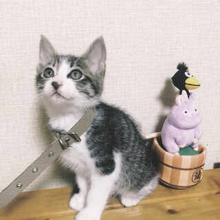 *サバシロ*りゅうしんくん