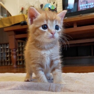 しつこいくらい構って欲しい茶々丸くん