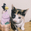 *三毛猫*あかりちゃん