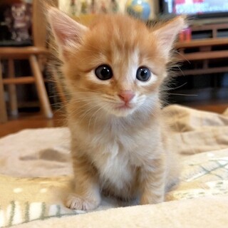 マイペースなのんびり屋さんのコッペくん