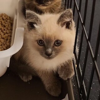 シャム風な美猫