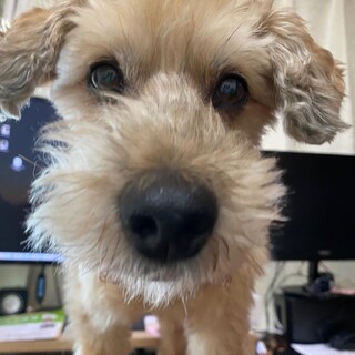 過酷な人生を生き抜いてきた甘えん坊シュナプー