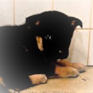 5-3-57◆可愛い子犬◆家族に迎えませんか？